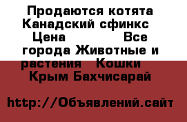 Продаются котята Канадский сфинкс › Цена ­ 15 000 - Все города Животные и растения » Кошки   . Крым,Бахчисарай